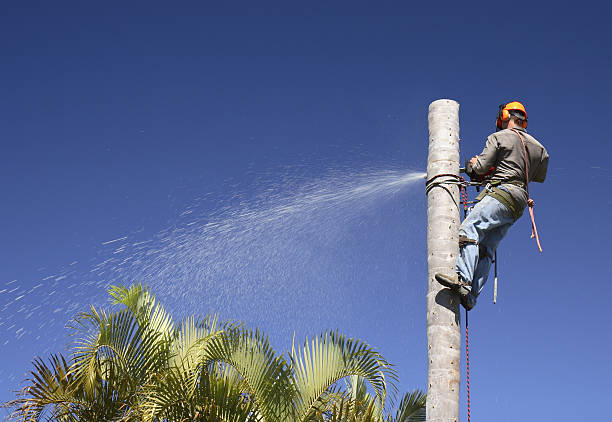 Professional Tree Care in Lake St Louis, MO