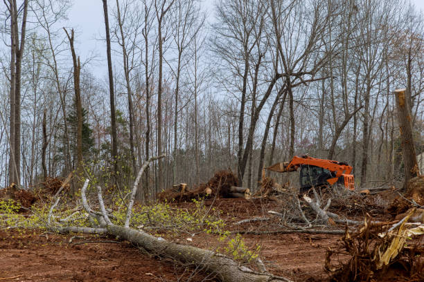 How Our Tree Care Process Works  in  Lake St Louis, MO