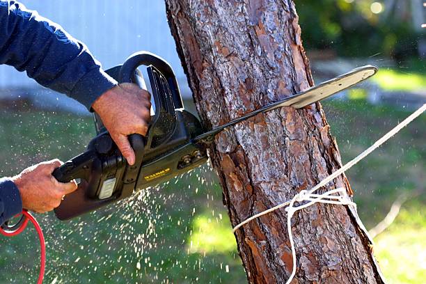 Best Tree Disease Treatment  in Lake St Louis, MO